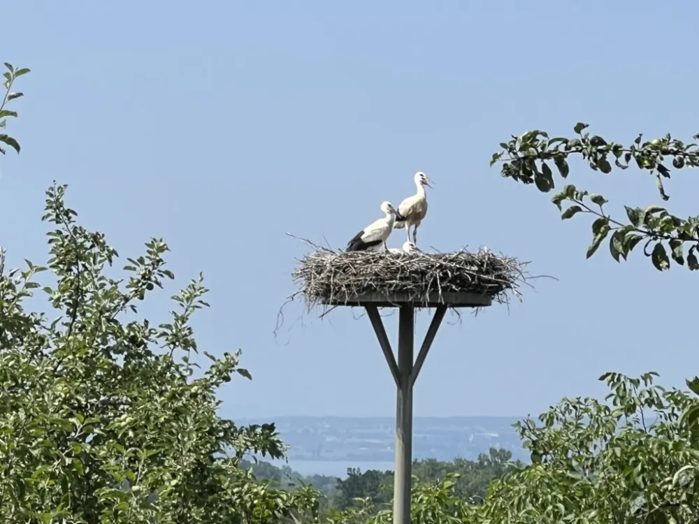 Room for Nature Lovers